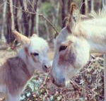 Donkey Tales Farm Cottages - Holiday Adelaide