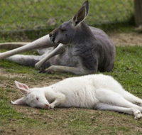 A Twist of Willow - Holiday Adelaide