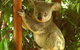 Noosa Backpackers Resort Hostel - thumb 0