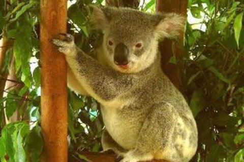 Noosa Backpackers Resort Hostel - Holiday Adelaide 0