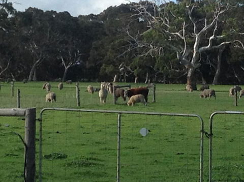 Breakaway Farmstay - Holiday Adelaide 1