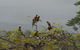 Babinda Quarters - thumb 4