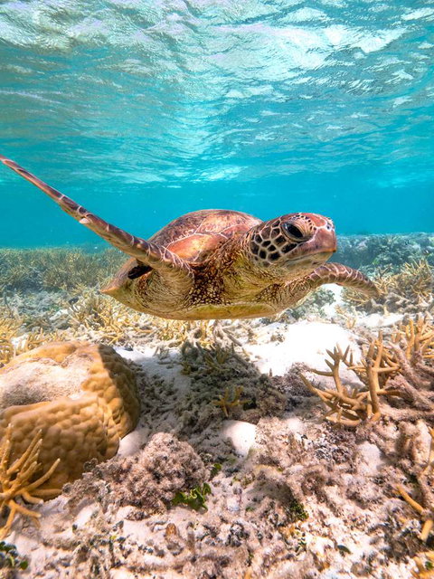 Heron Island Resort - Holiday Adelaide 0