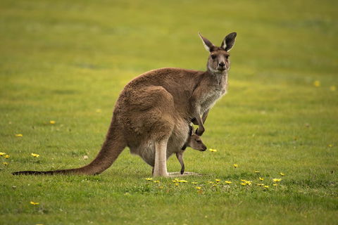 Lure Bed And Breakfast - Holiday Adelaide 20