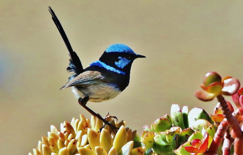 Mercure Kangaroo Island Lodge - Holiday Adelaide 39