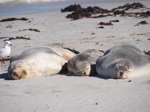 Mercure Kangaroo Island Lodge - Holiday Adelaide 43