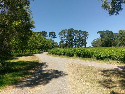 Lost In The Vines - Holiday Adelaide 28