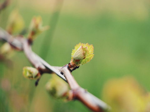 Lost In The Vines - Holiday Adelaide 16