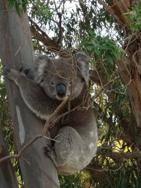 Lost In The Vines - Holiday Adelaide 29