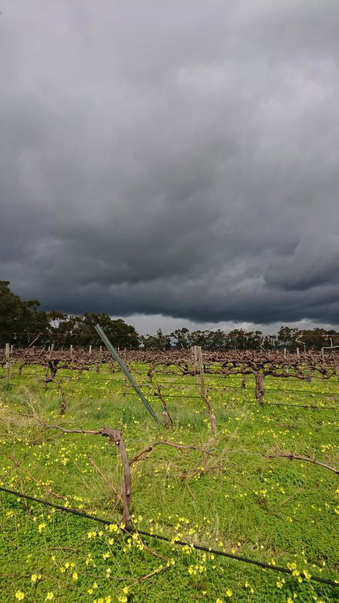 Lost In The Vines - Holiday Adelaide 27
