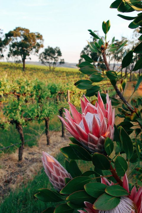 Lost In The Vines - Holiday Adelaide 14