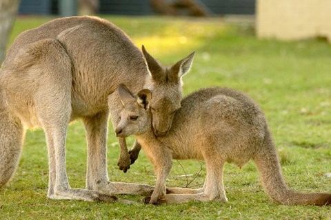 BIG4 Tasman Holiday Parks - Racecourse Beach - Holiday Adelaide 39