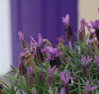 The Purple Door on Seaview - Holiday Adelaide