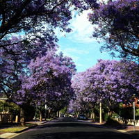 Book Wayville Accommodation Vacations Holiday Adelaide Holiday Adelaide