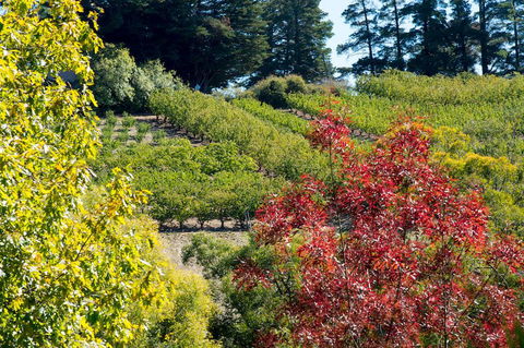 The Manor Basket Range - Holiday Adelaide 16