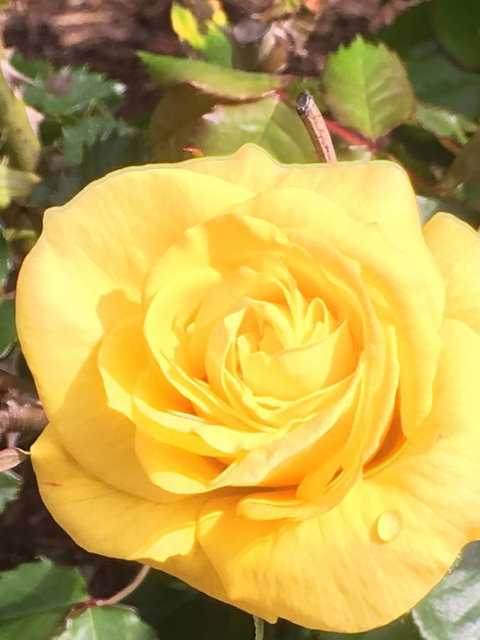 Wine And Roses Bed And Breakfast - Holiday Adelaide 41