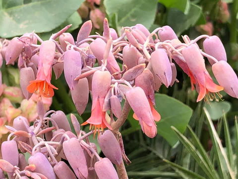 Aussie Opal Diggers Outback Retreat-Undergound - Holiday Adelaide 27