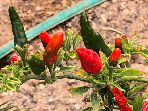 Aussie Opal Diggers Outback Retreat-Undergound - Holiday Adelaide 25