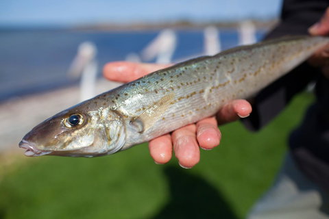 Modra\'s Apartments - Holiday Adelaide 18