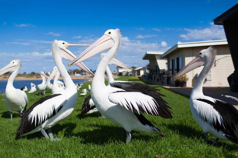 Modra\'s Apartments - Holiday Adelaide 13