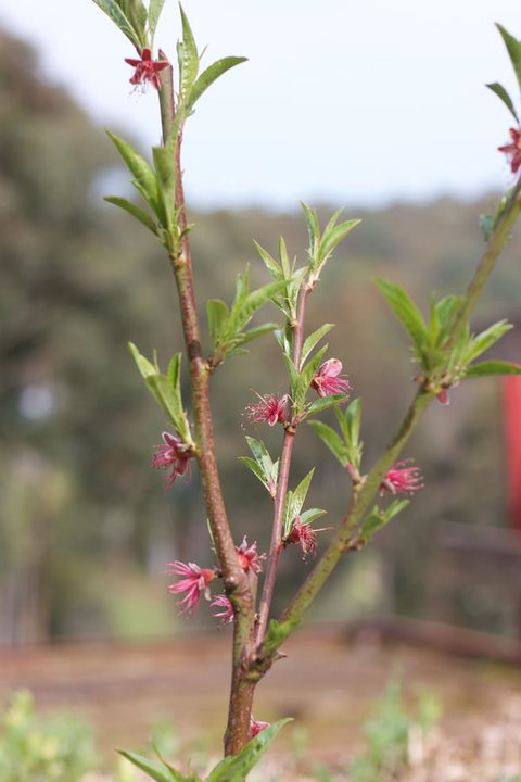 Longwood Retreat - Holiday Adelaide 32