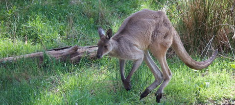 Longwood Retreat - Holiday Adelaide 36