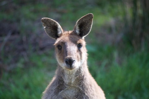 Longwood Retreat - Holiday Adelaide 35