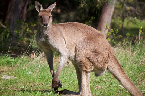 Longwood Retreat - Holiday Adelaide 34