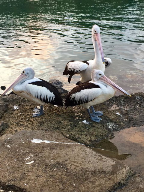 Brunswick Heads Treetop Studio - Holiday Adelaide 26