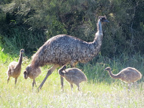 Edge Of Innes - Holiday Adelaide 13