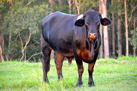 SummerHills Retreat Byron Bay - Holiday Adelaide 38