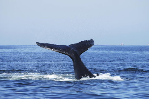 SummerHills Retreat Byron Bay - Holiday Adelaide 30