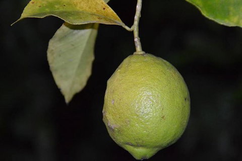 SummerHills Retreat Byron Bay - Holiday Adelaide 34