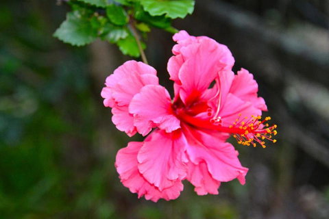 SummerHills Retreat Byron Bay - Holiday Adelaide 35