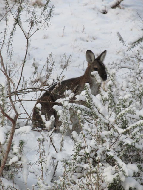 CHILL-OUT - Thredbo - Holiday Adelaide 3