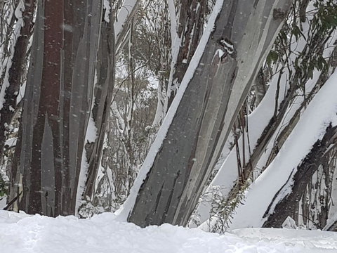 CHILL-OUT - Thredbo - Holiday Adelaide 30