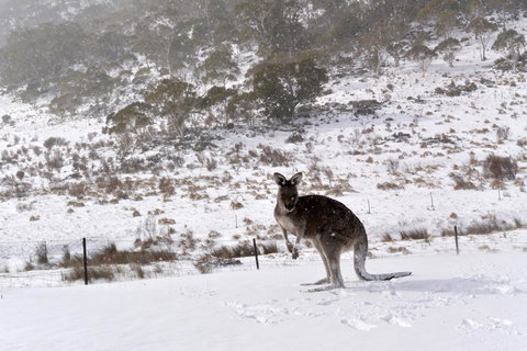 CHILL-OUT - Thredbo - Holiday Adelaide 27
