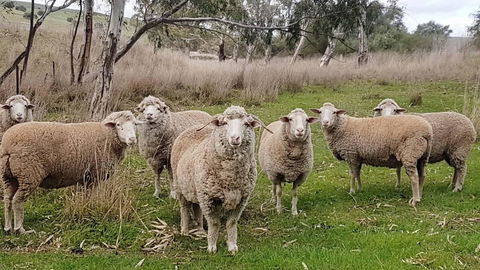 D2 At Watervale - Holiday Adelaide 24