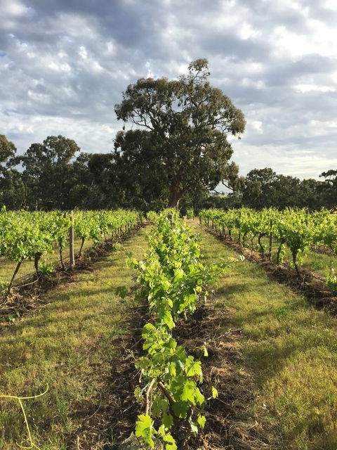 The Winemakers - Holiday Adelaide 2