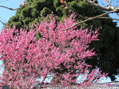 Apple Tree Cottage - Holiday Adelaide 31