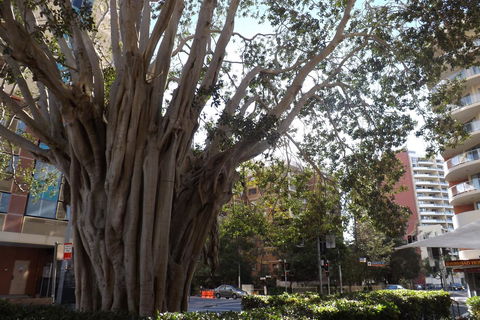 Fiori Apartments - Holiday Adelaide 29