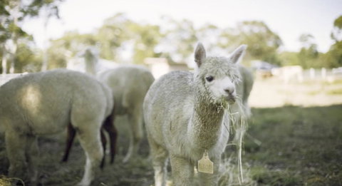 The Woods Farm Jervis Bay - Holiday Adelaide 12