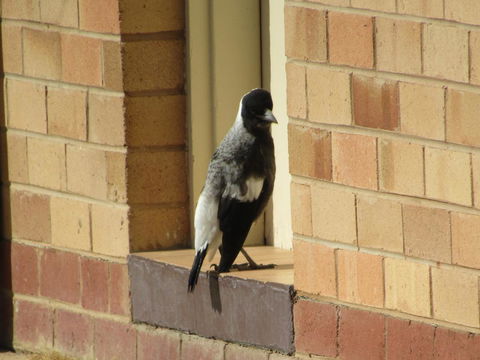Allonville Gardens Motel - Holiday Adelaide 34