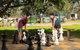 Corowa Bindaree Holiday Park - thumb 14