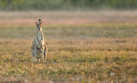 Wildman Wilderness Lodge - Holiday Adelaide 25