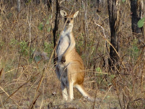 Mount Bundy Station - Holiday Adelaide 41
