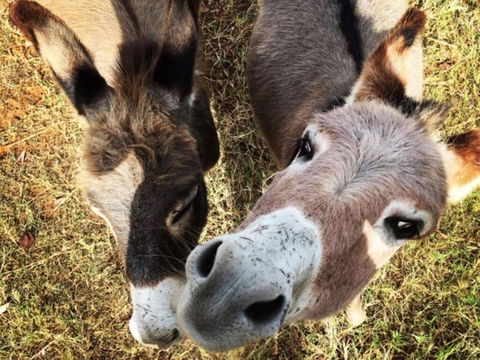 Capannone @ Mystery Hills - Holiday Adelaide 2