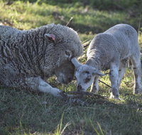 Clandulla Cottages  Farmstay - Holiday Adelaide