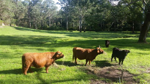 Dingley Dell - Holiday Adelaide 0