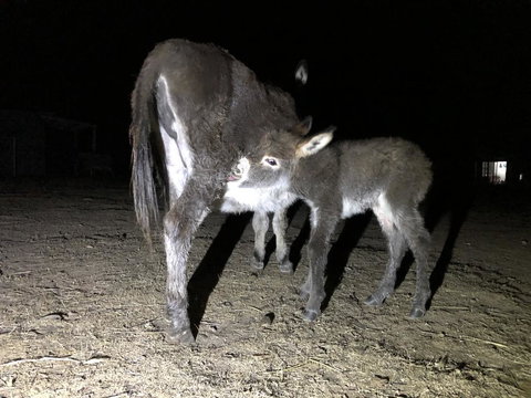 Donkey Tales Farm Cottages - Holiday Adelaide 0
